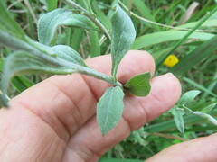 Helichrysum umbraculigerum