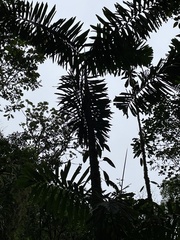 Socratea exorrhiza