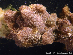 Botryllus schlosseri