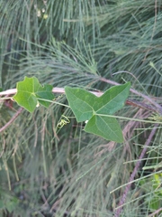 Solena amplexicaulis