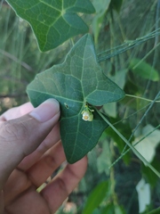 Solena amplexicaulis