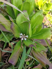 Scaevola taccada