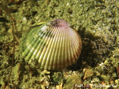 Cerastoderma glaucum