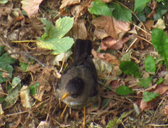 Turdus falcklandii