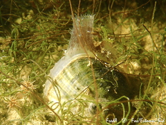 Cerastoderma glaucum