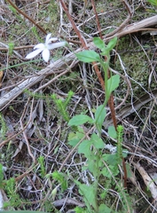 Lobelia pubescens