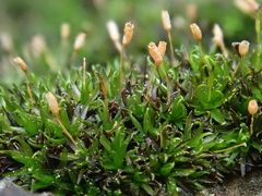 Ptychomitrium nigrescens