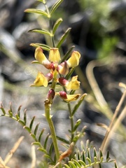 Astragalus douglasii