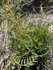 Astragalus douglasii