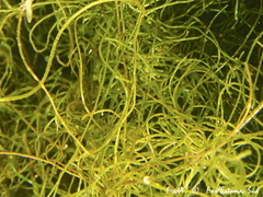 Chaetomorpha linum