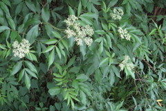 Sambucus canadensis