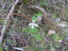 Lobelia pubescens