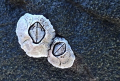 Pyrenocollema halodytes