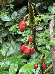 Drymonia coccinea