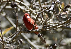 Cardellina rubra