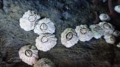 Pyrenocollema halodytes