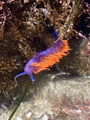 Flabellinopsis iodinea