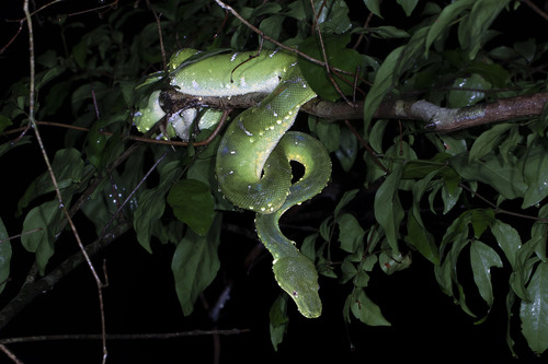 Emerald Tree Boa