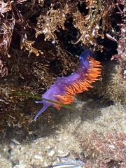 Flabellinopsis iodinea