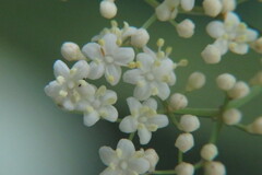 Sambucus canadensis