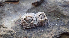 Pyrenocollema halodytes