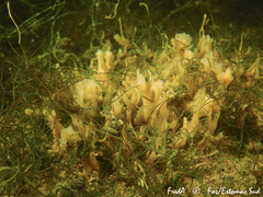 Halichondria bowerbanki