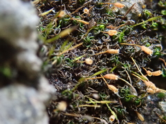 Ptychomitrium nigrescens