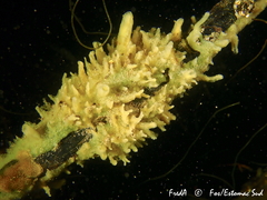 Halichondria bowerbanki