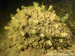 Halichondria bowerbanki