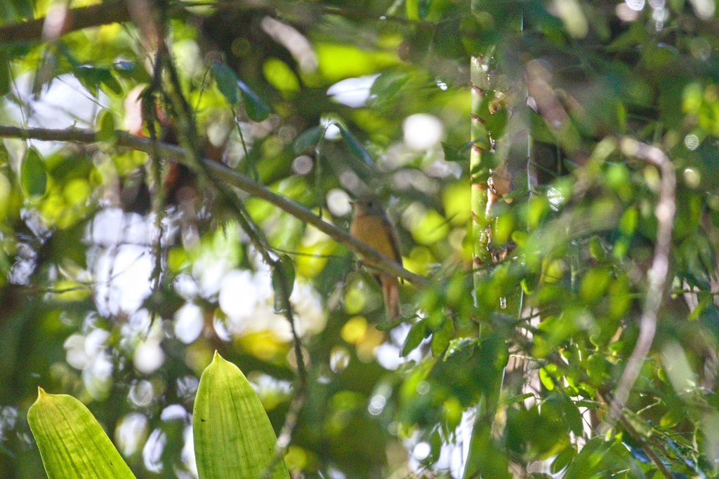 Terenotriccus erythrurus brunneifrons
