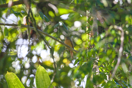 Ruddy-tailed Flycatcher