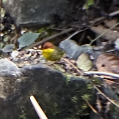 Cettia castaneocoronata