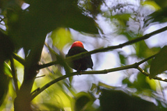 Ceratopipra mentalis