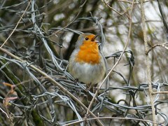 Erithacus rubecula