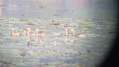 Dendrocygna javanica