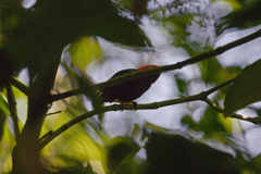 Ceratopipra mentalis