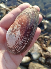 Unio elongatulus