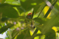 Ceratopipra mentalis