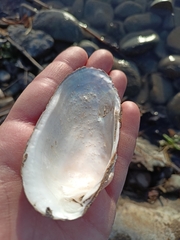Unio elongatulus
