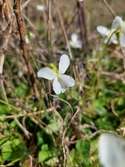 Viola lanceolata