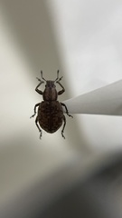 Scepticus insularis