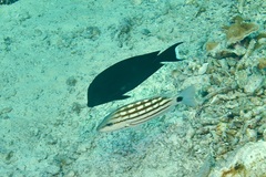 Lutjanus decussatus