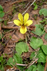 Viola orbiculata