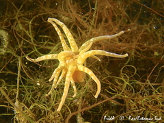 Paranemonia cinerea
