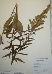 Solidago speciosa rigidiuscula