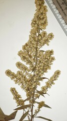 Solidago speciosa rigidiuscula