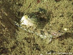 Pomatoschistus marmoratus