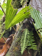 Polypodiaceae