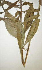 Solidago speciosa rigidiuscula