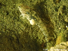 Pomatoschistus marmoratus